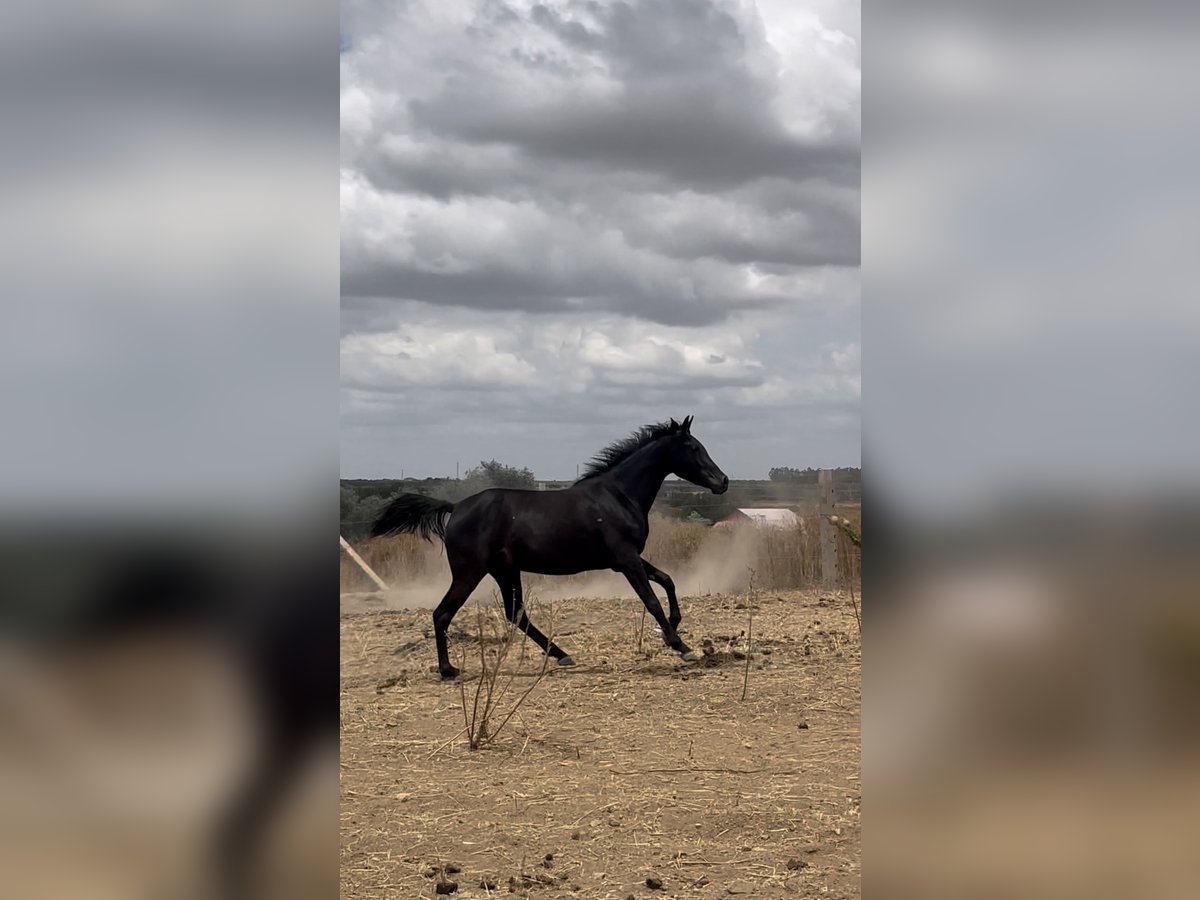 Hispano-arab Sto 3 år 156 cm Svart in Almonte