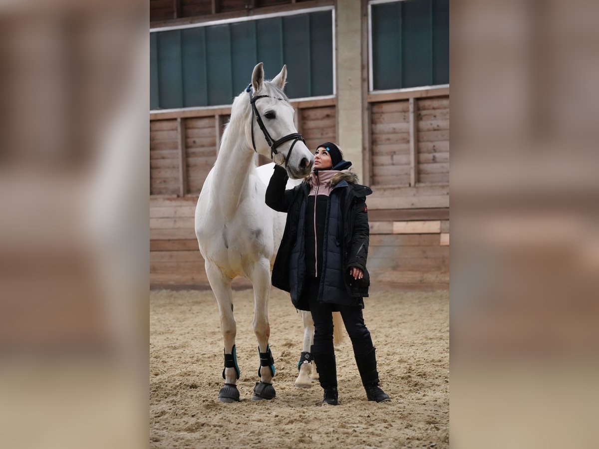 Hispano-arab Valack 9 år 163 cm Grå in Sankt Marein im Mürztal