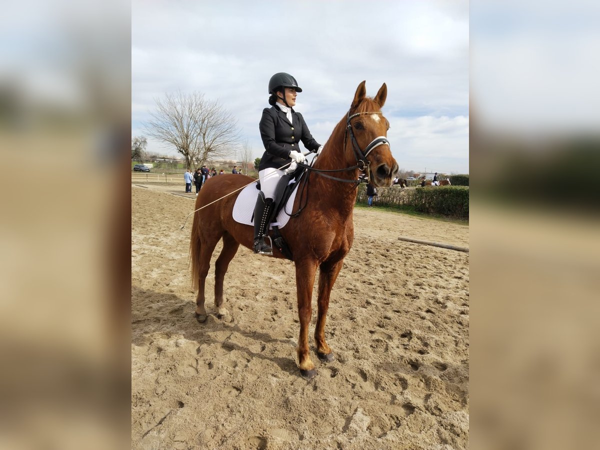 Hispano árabe Caballo castrado 10 años 160 cm Alazán in Batres