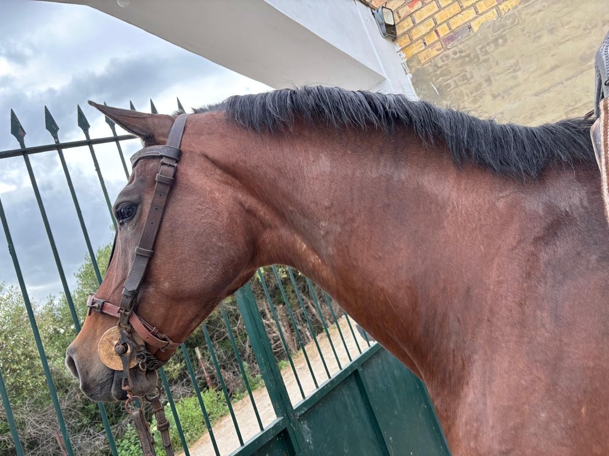 Hispano árabe Caballo castrado 11 años 165 cm Castaño in Montellano