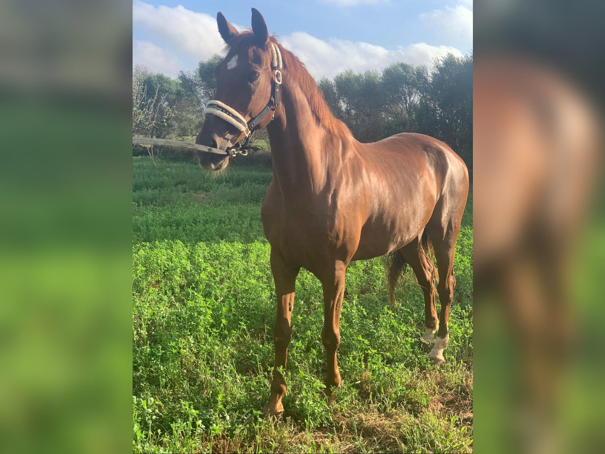 Hispano árabe Mestizo Caballo castrado 13 años 162 cm Alazán in Campos