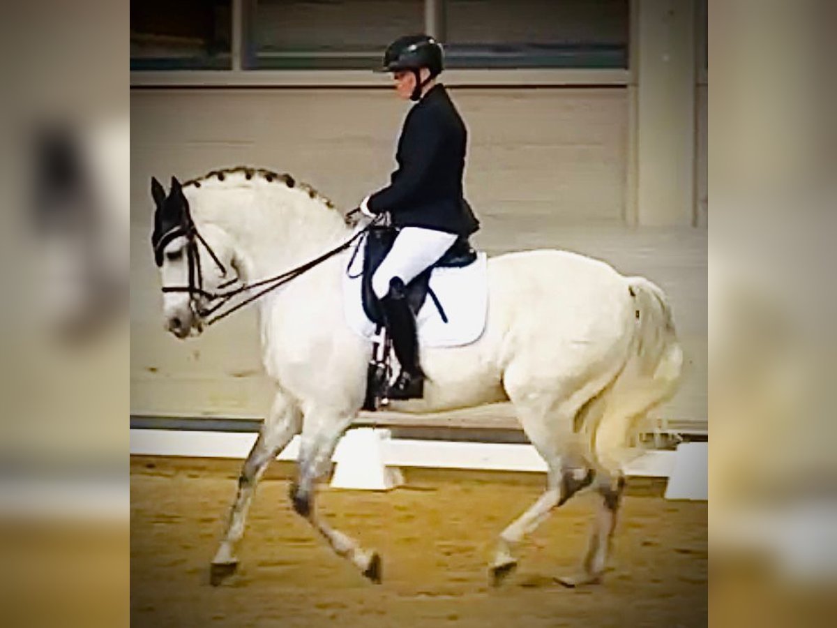 Hispano árabe Caballo castrado 14 años 165 cm Tordo rodado in Freiburg im Breisgau