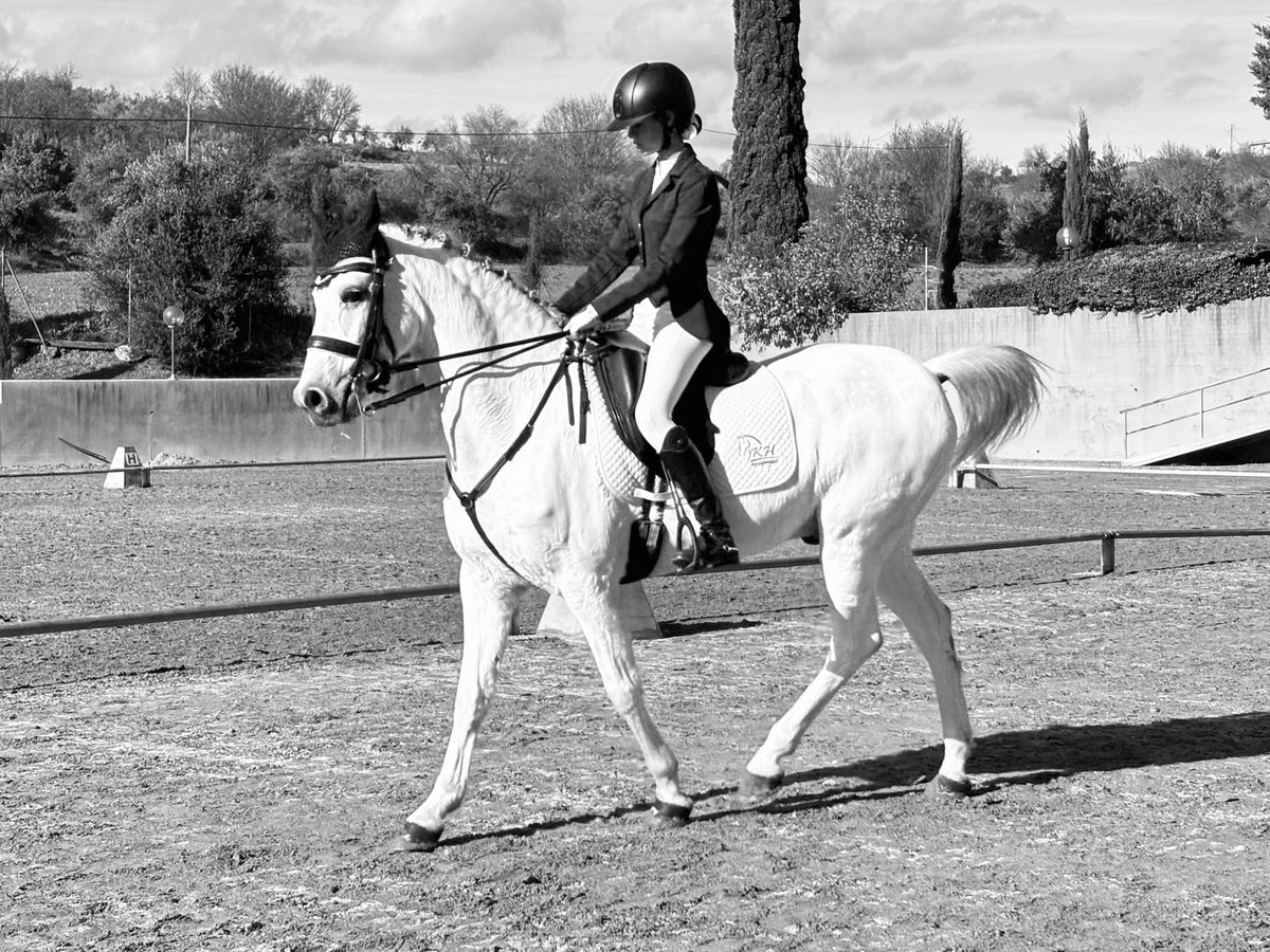 Hispano árabe Caballo castrado 16 años 169 cm Tordo in Madrid