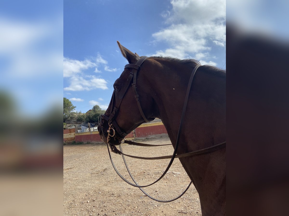 Hispano árabe Caballo castrado 18 años in Vila-Real/Villarreal