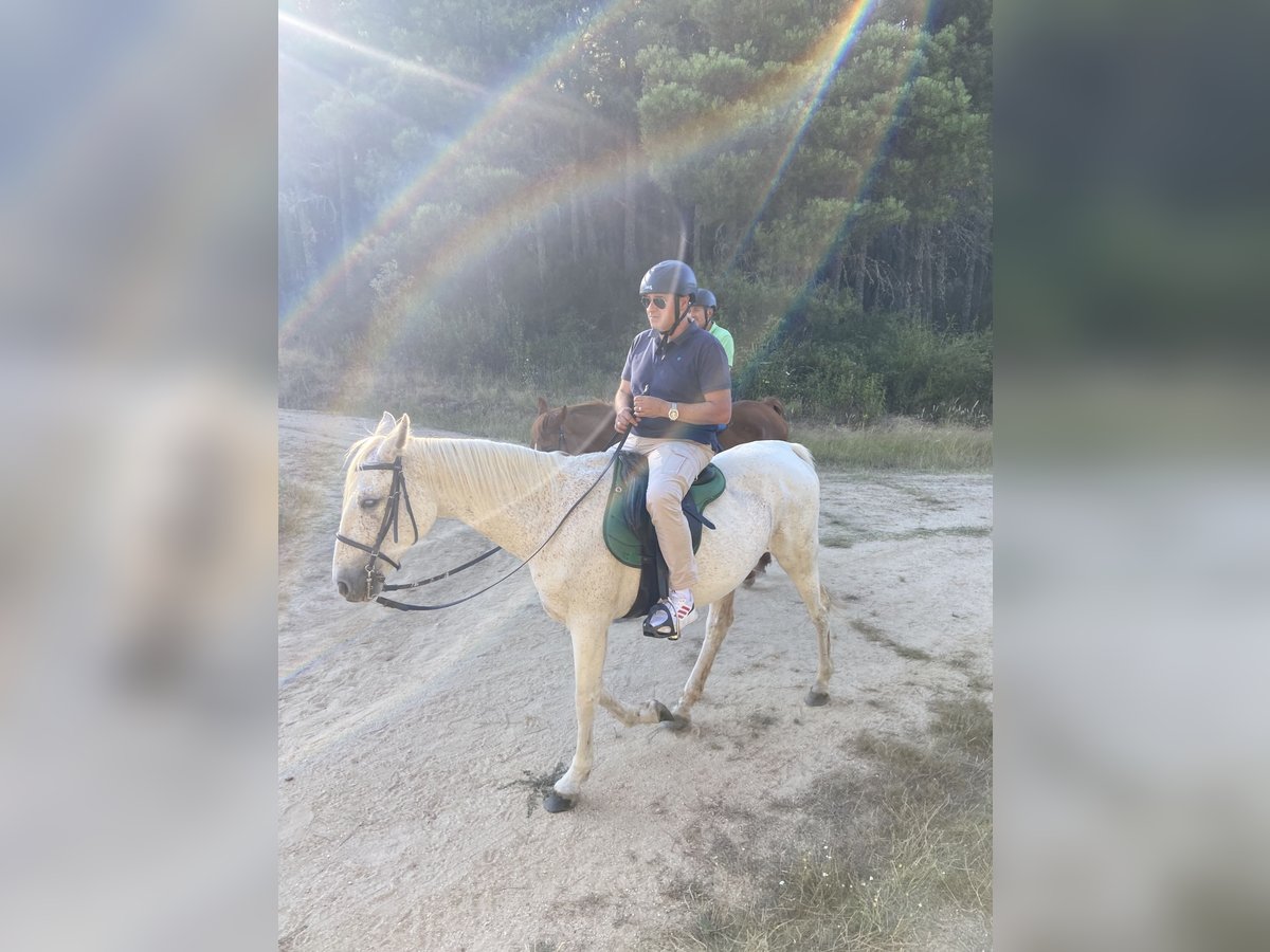 Hispano árabe Caballo castrado 22 años 165 cm Tordo in Santa Cruz Del Valle