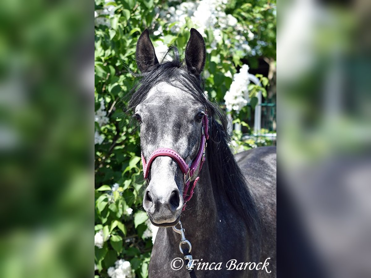 Hispano árabe Caballo castrado 4 años 150 cm Tordo in Wiebelsheim