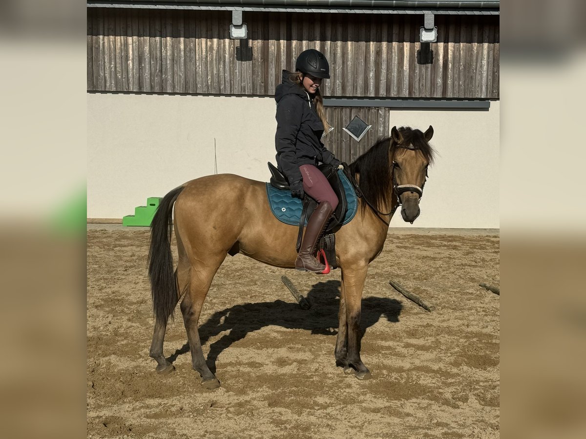 Hispano árabe Caballo castrado 4 años 152 cm Buckskin/Bayo in Daleiden