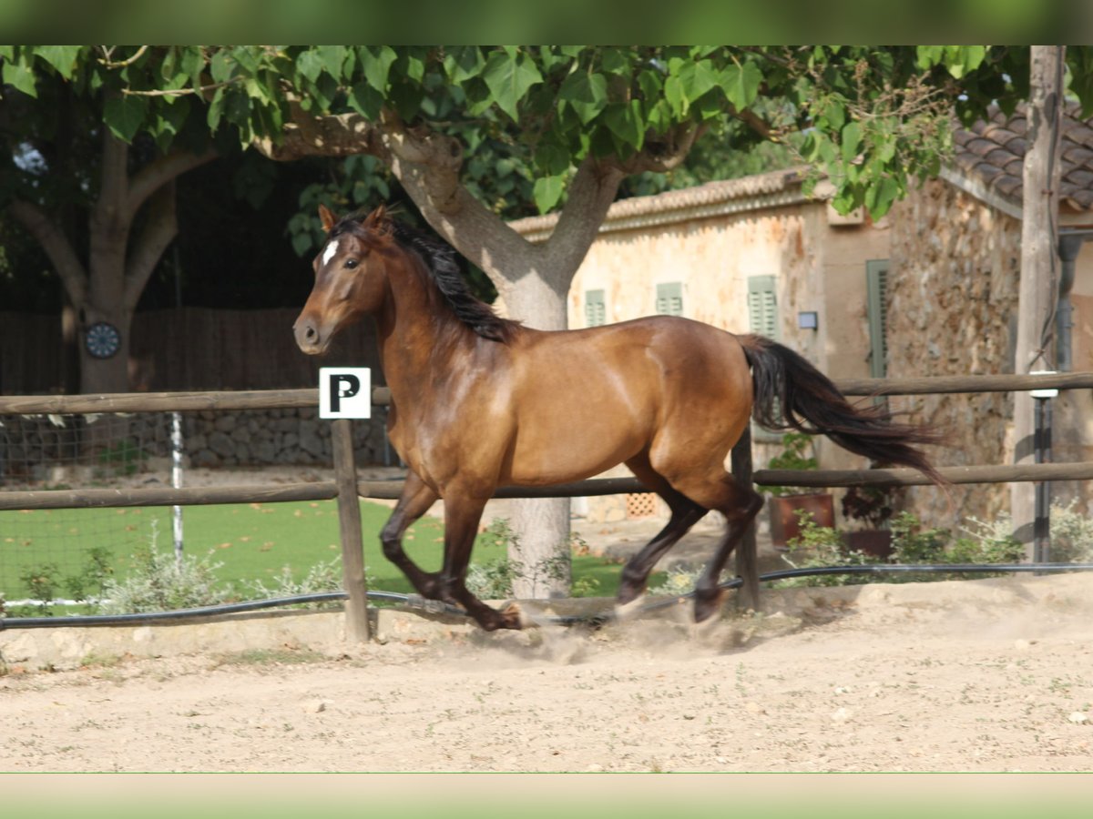 Hispano árabe Mestizo Caballo castrado 5 años 153 cm Castaño in Sencelles