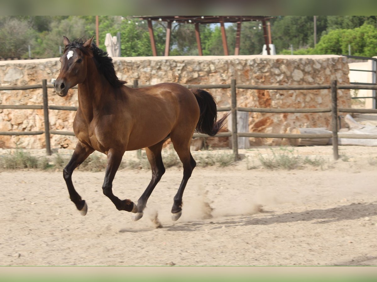 Hispano árabe Caballo castrado 5 años 153 cm Castaño claro in Sencelles