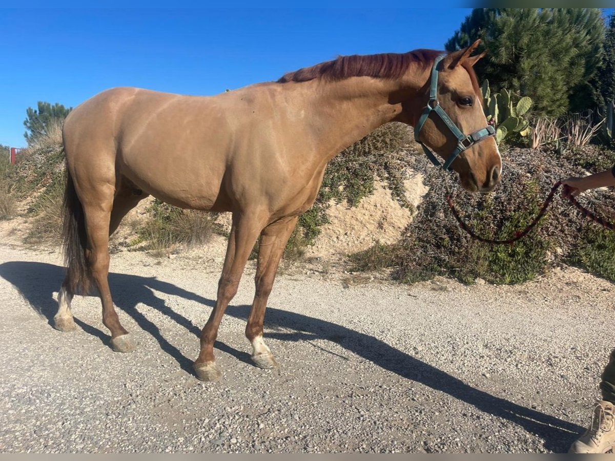 Hispano árabe Mestizo Caballo castrado 5 años 160 cm Alazán-tostado in Murcia