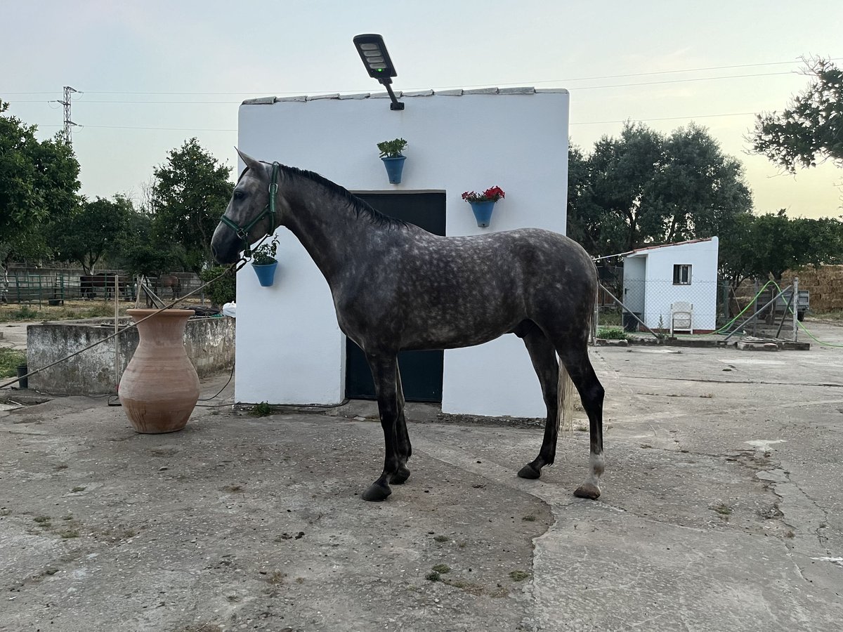 Hispano árabe Caballo castrado 6 años 160 cm Tordo in Cordoba