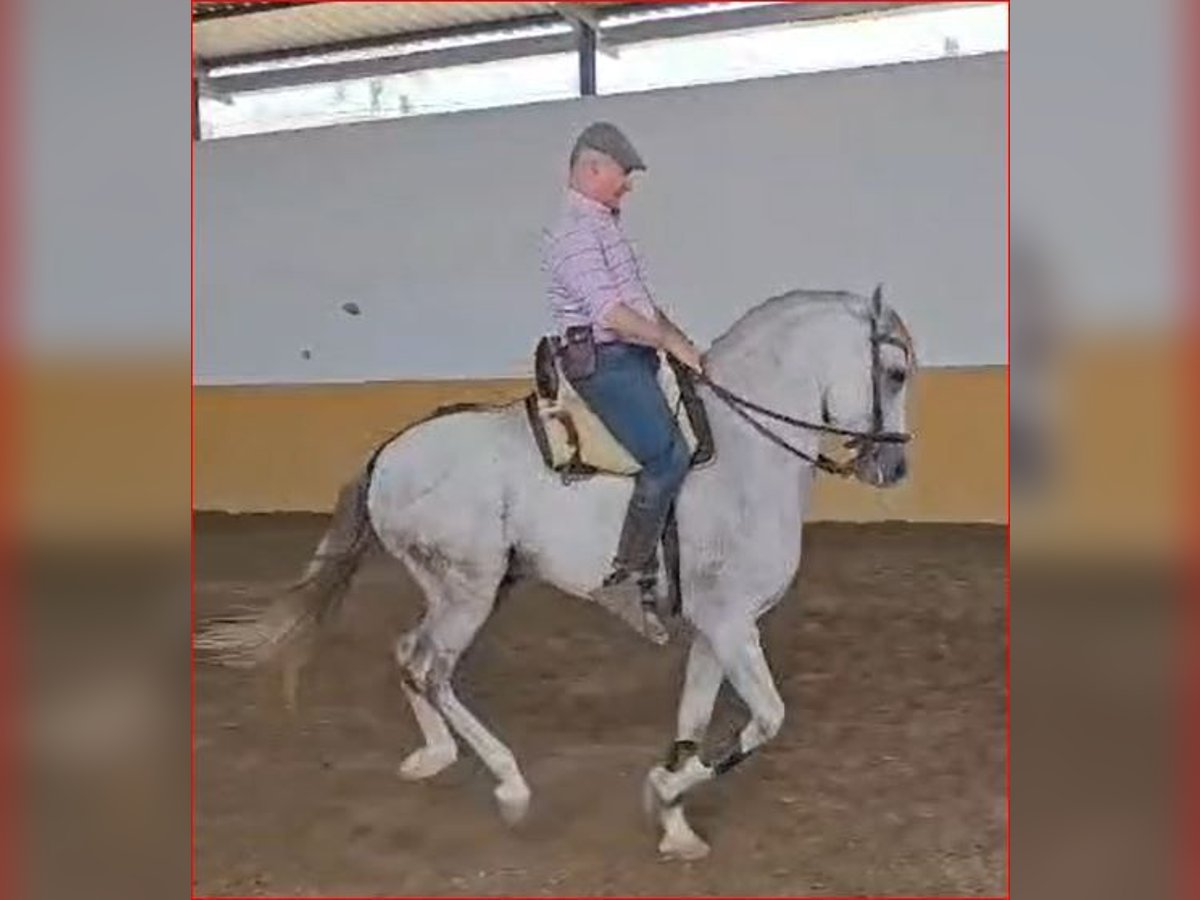 Hispano árabe Caballo castrado 6 años 161 cm Tordo in Chiclana de la Frontera