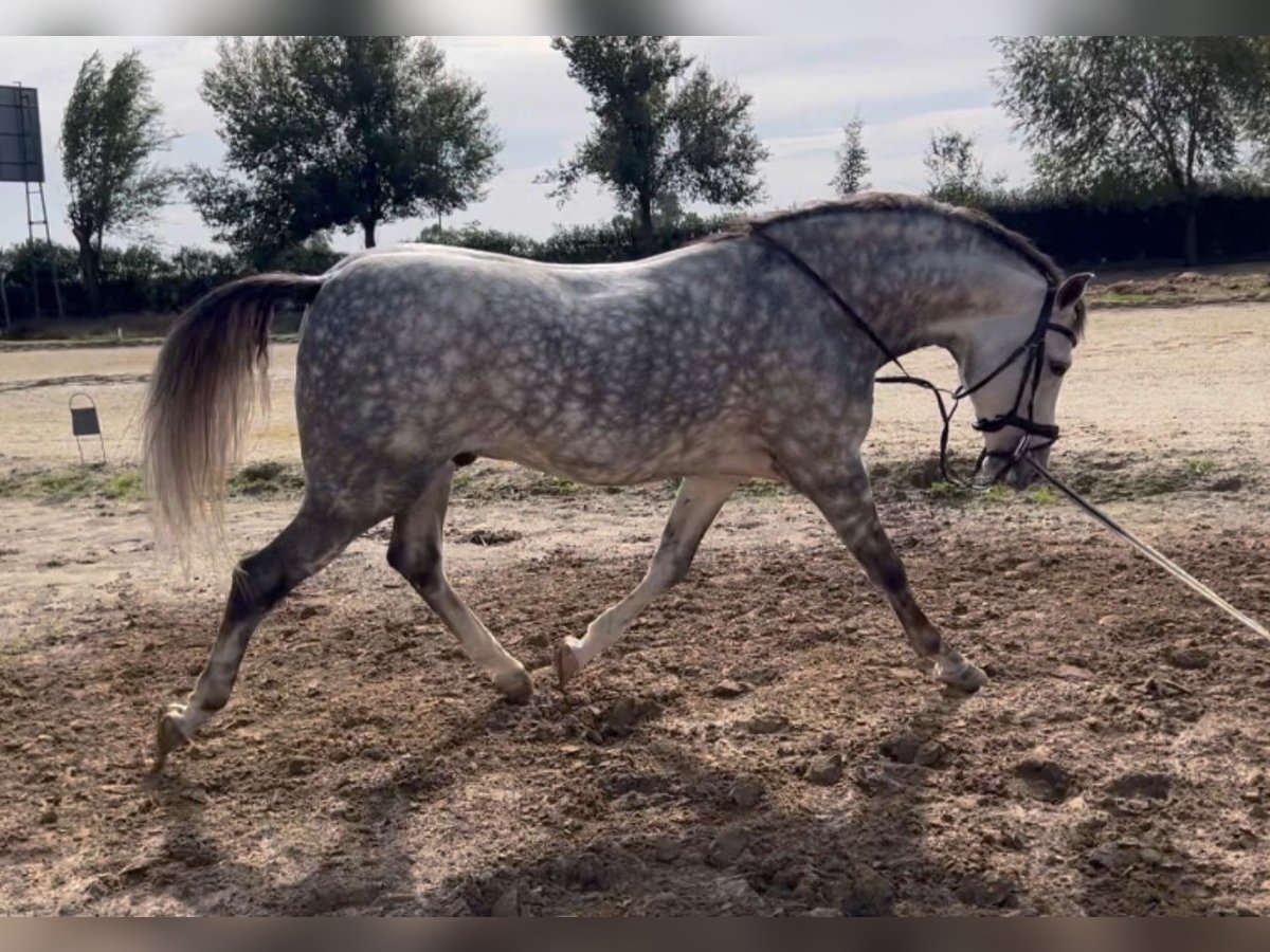 Hispano árabe Caballo castrado 6 años Tordo in Sevilla