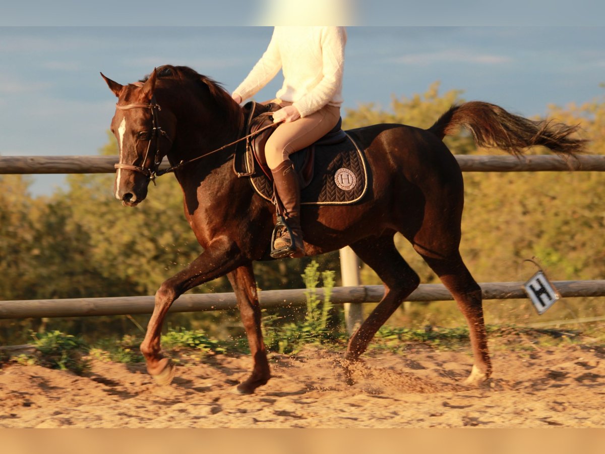 Hispano árabe Caballo castrado 9 años 150 cm Alazán-tostado in Cavagnac