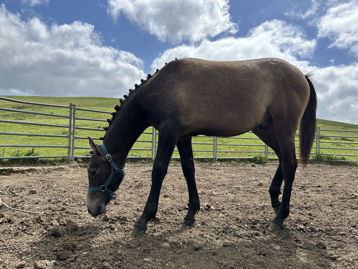 Hispano arabe Étalon 1 Année 140 cm Gris in Reinosa