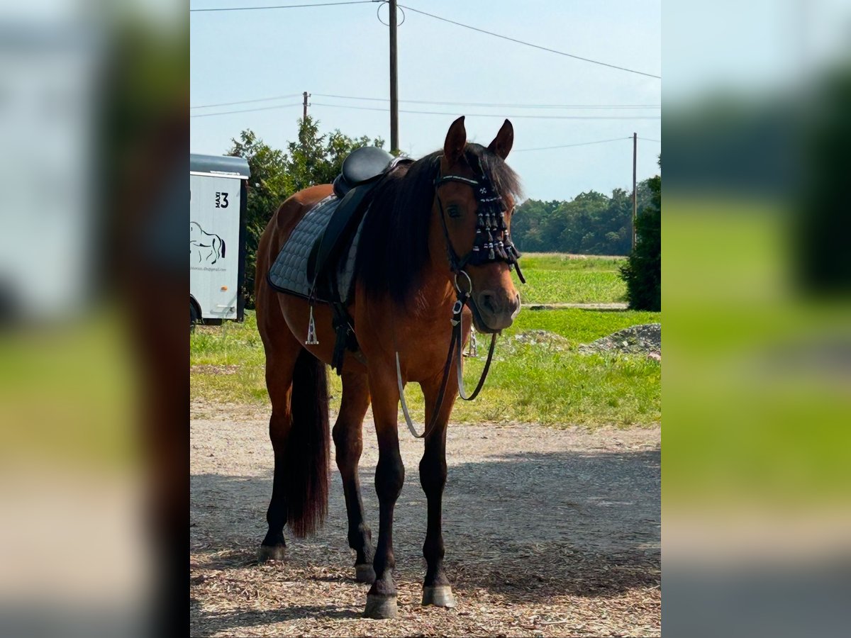 Hispano arabe Étalon 3 Ans 155 cm Alezan brûlé in Efringen-Kirchen