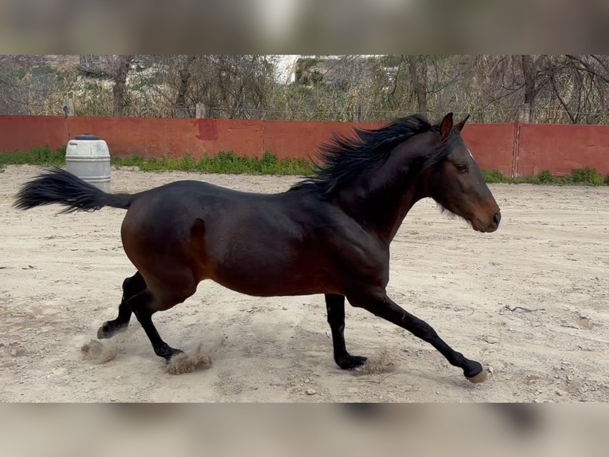 Hispano arabe Étalon 4 Ans 143 cm Bai brun in Sierra, La (Baena)