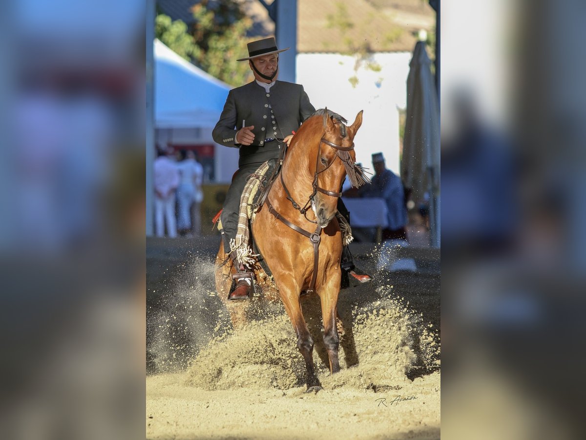 Hispano arabe Hongre 12 Ans 158 cm Bai in Pozoblanco