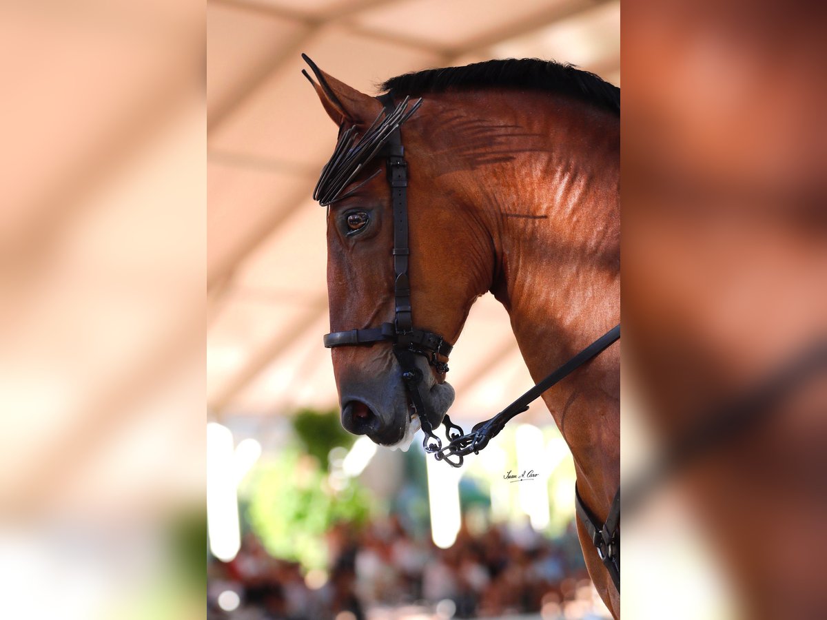 Hispano arabe Hongre 13 Ans 158 cm Bai in Pozoblanco