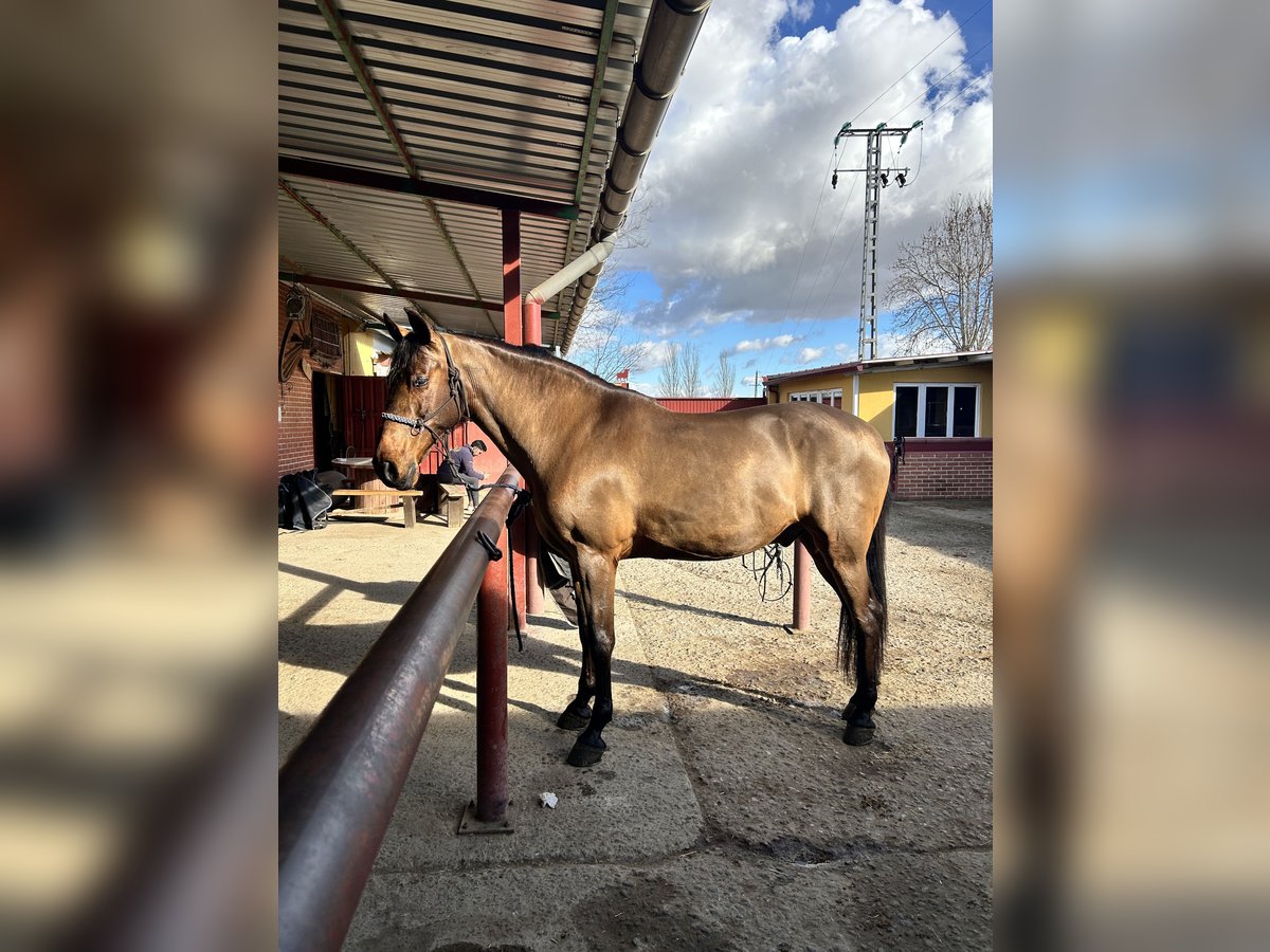 Hispano arabe Hongre 13 Ans 169 cm Bai clair in Alcala De Henares