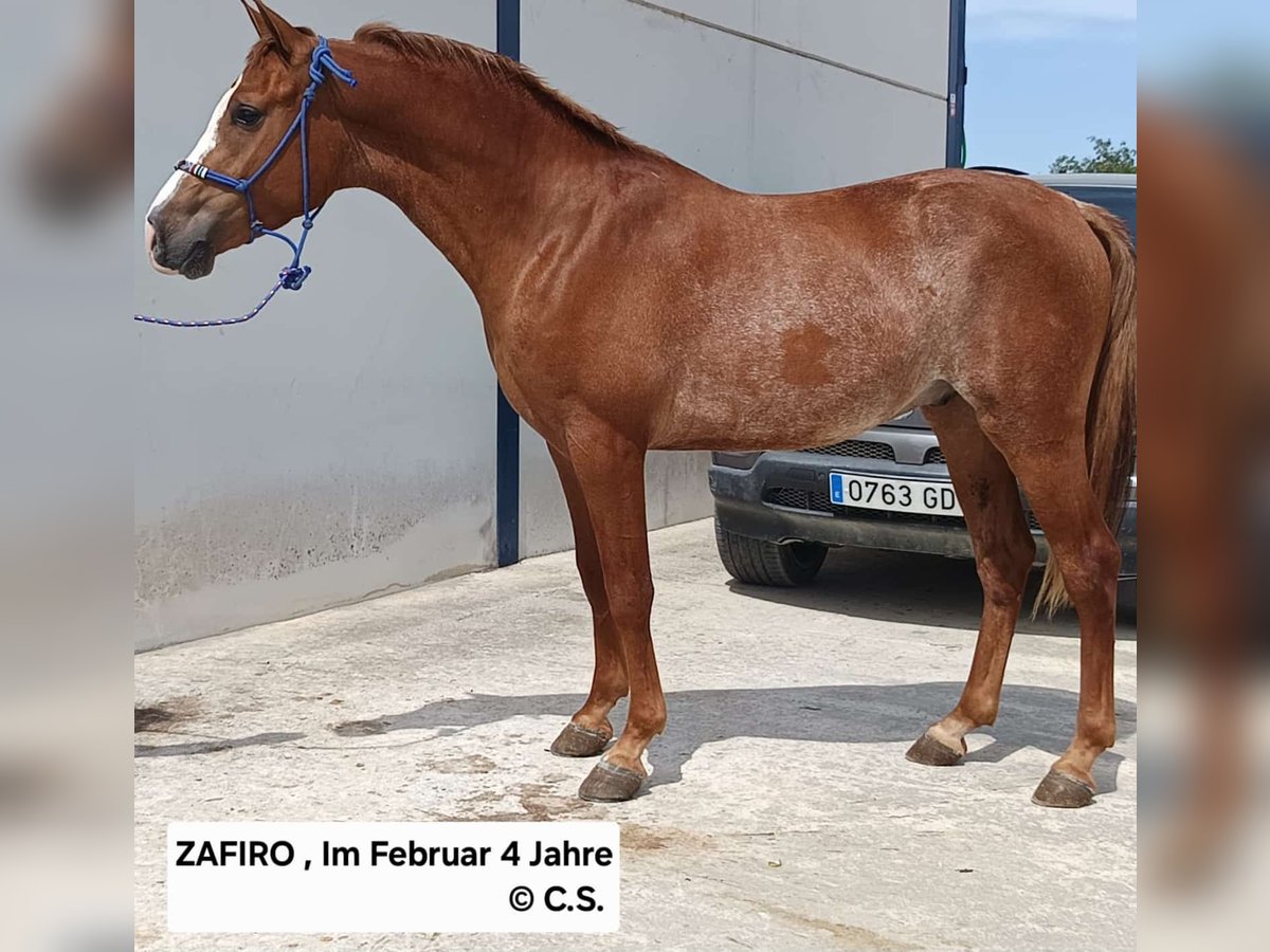 Hispano arabe Hongre 2 Ans 155 cm Alezan in Chiclana de la Frontera