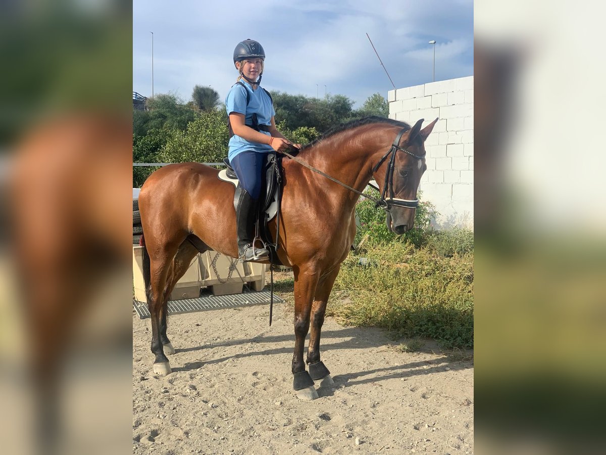 Hispano arabe Hongre 8 Ans 165 cm Bai in Estepona