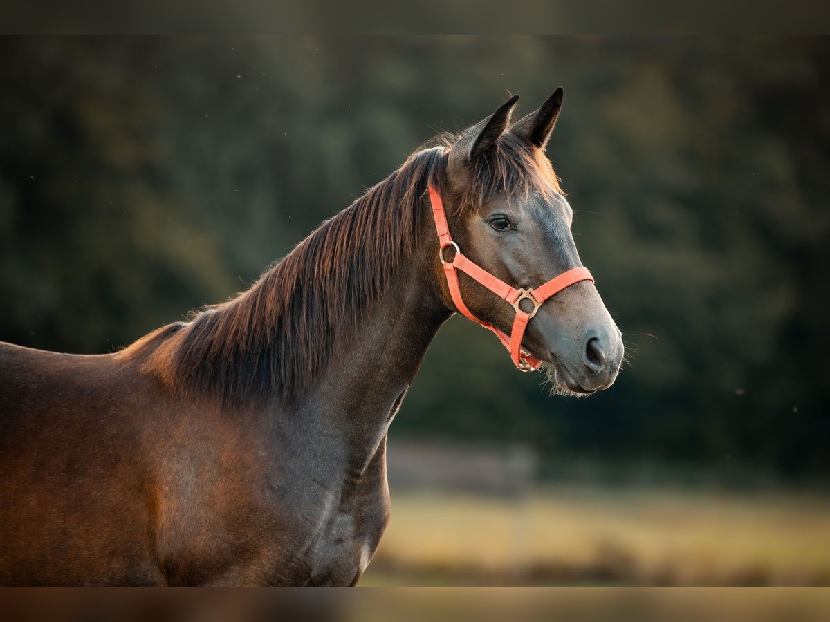 Hispano arabe Jument 1 Année 135 cm Gris noir in Gräfendorf