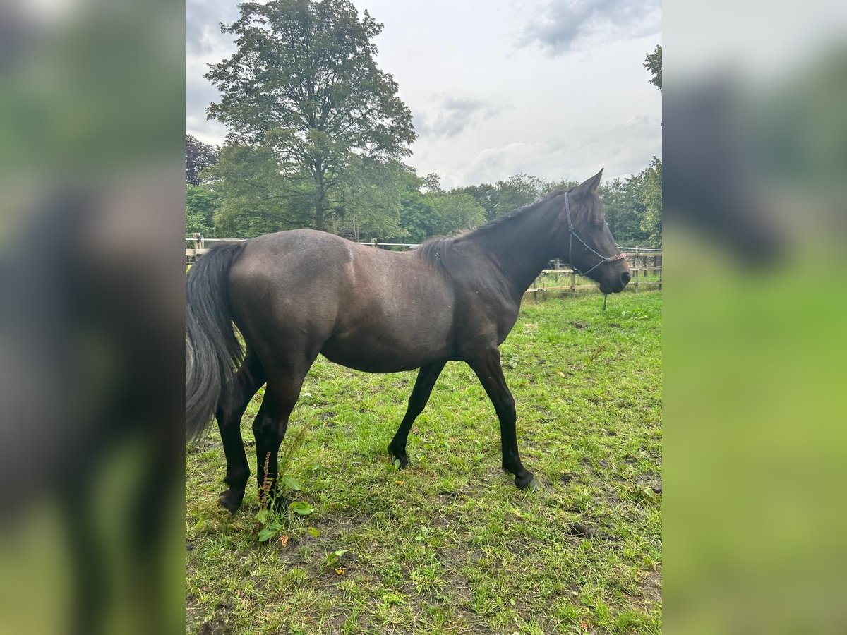 Hispano arabe Croisé Jument 1 Année 155 cm Peut devenir gris in Kapellen