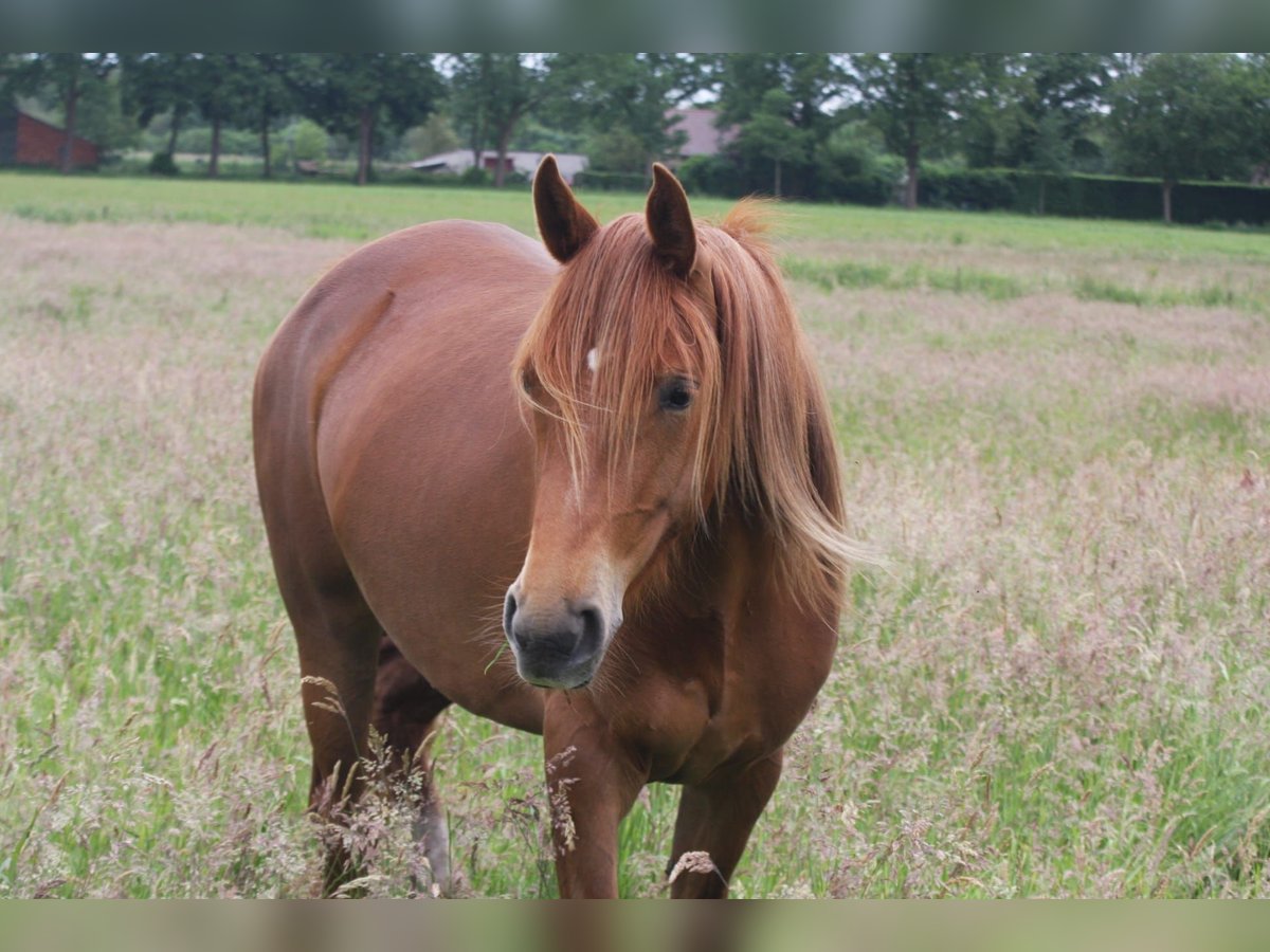 Hispano arabe Jument 3 Ans 160 cm Alezan in Chaam