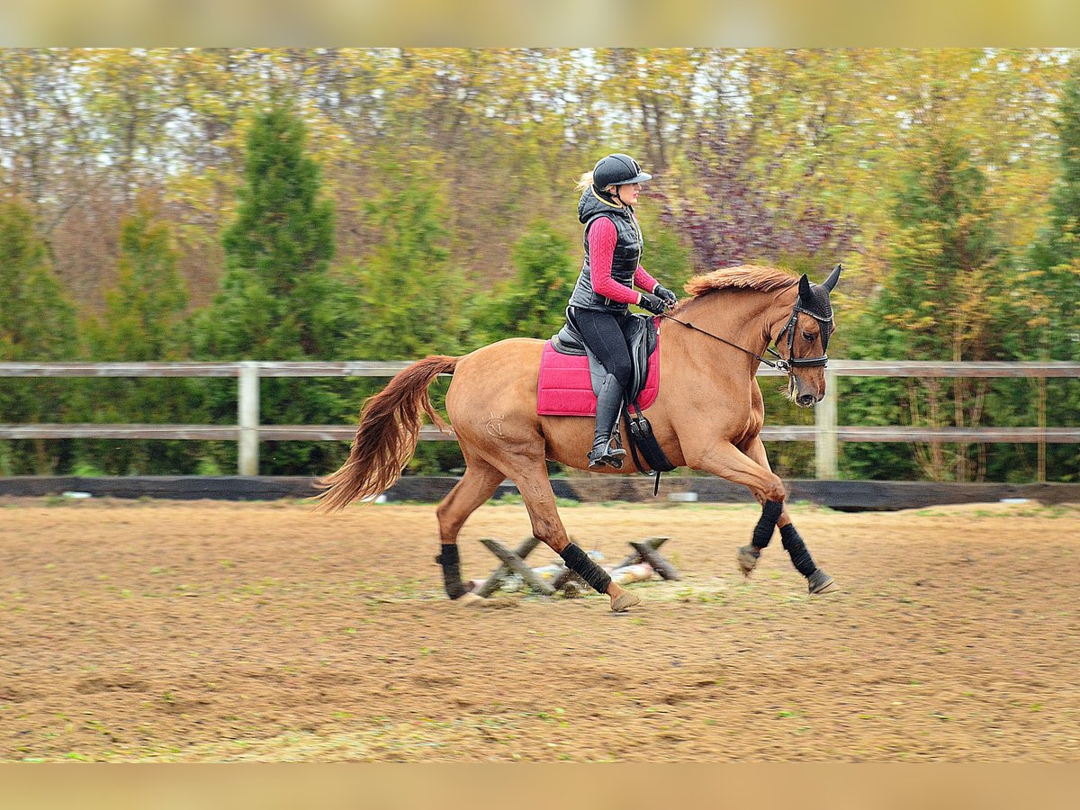 Hispano arabe Jument 6 Ans 165 cm Alezan in Radziejów