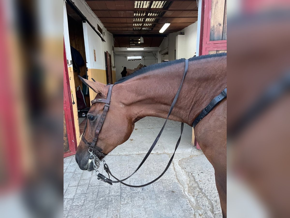 Hispano arabe Jument 7 Ans 160 cm Bai in Mejorada Del Campo