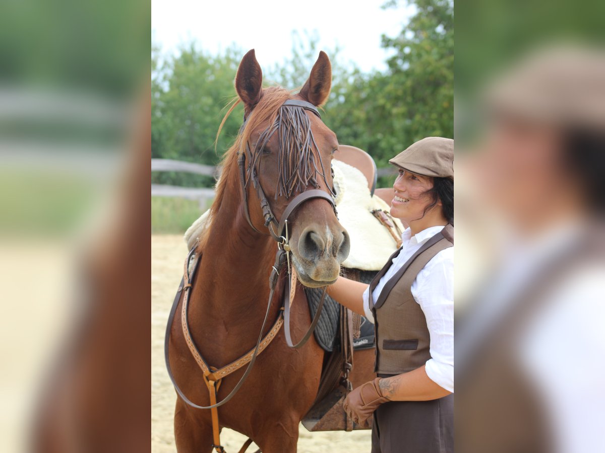 Hispano arabe Jument 8 Ans 155 cm Alezan in Lutzmannsburg