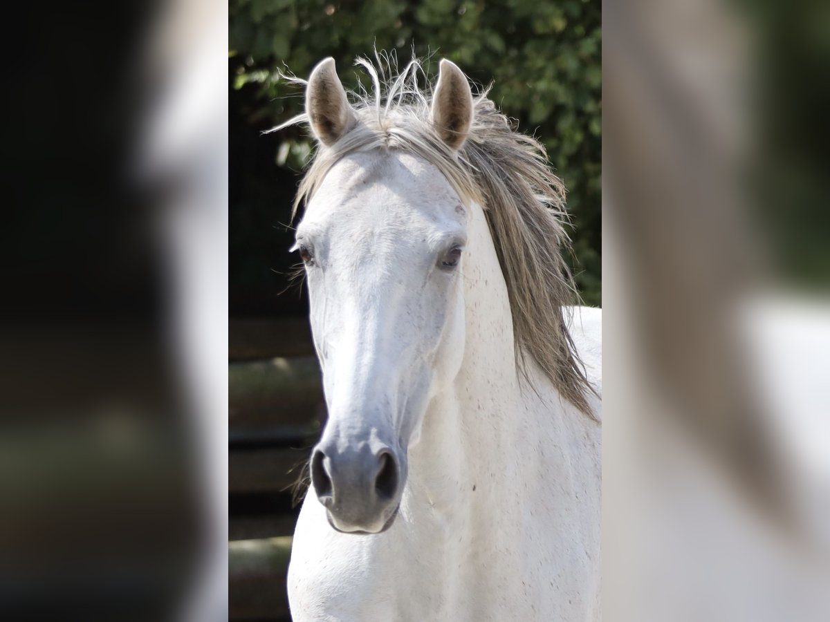 Hispano arabe Jument 9 Ans 163 cm Gris in Berlin