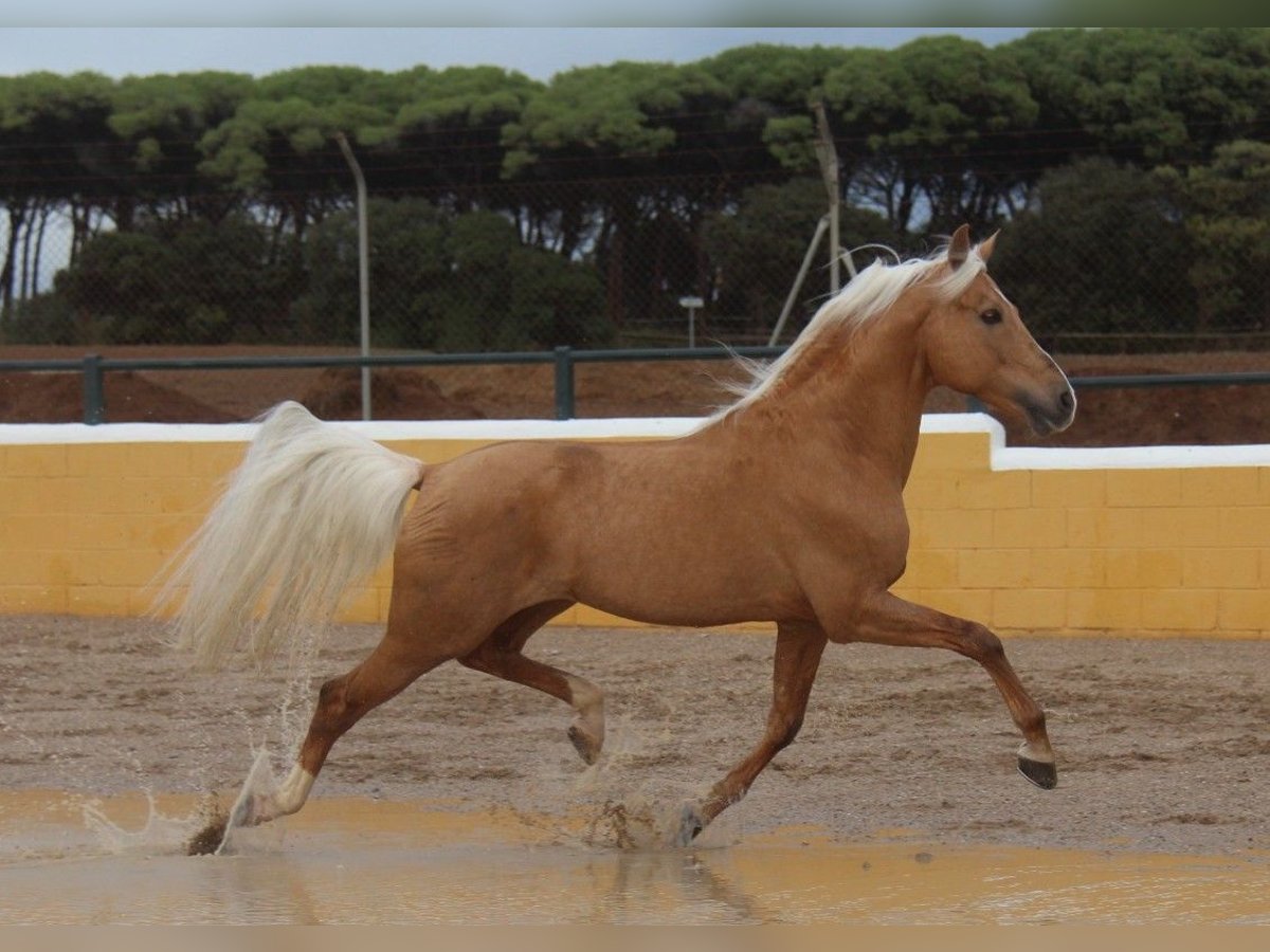 Hispano árabe Semental 13 años 160 cm Palomino in Hamburg