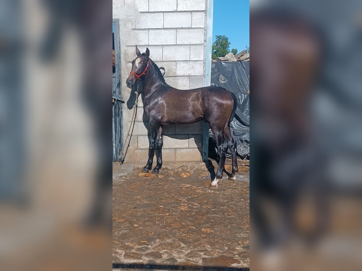 Hispano árabe Semental 1 año Tordo in Guadix