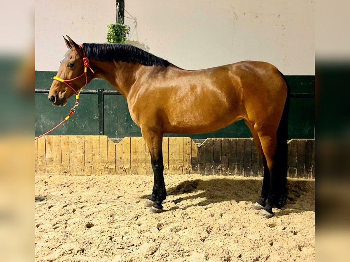 Hispano árabe Yegua 11 años 158 cm Castaño in Valdemoro