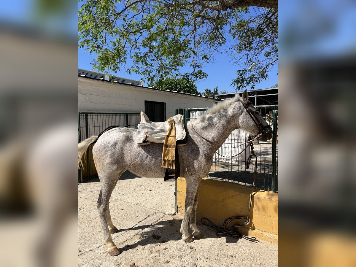 Hispano árabe Yegua 17 años Tordo picazo in Camas