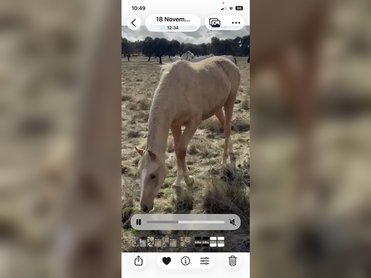 Hispano árabe Yegua 1 año 158 cm Palomino in Ciudad Bosque De Los Arroyos (Urbanizacion)