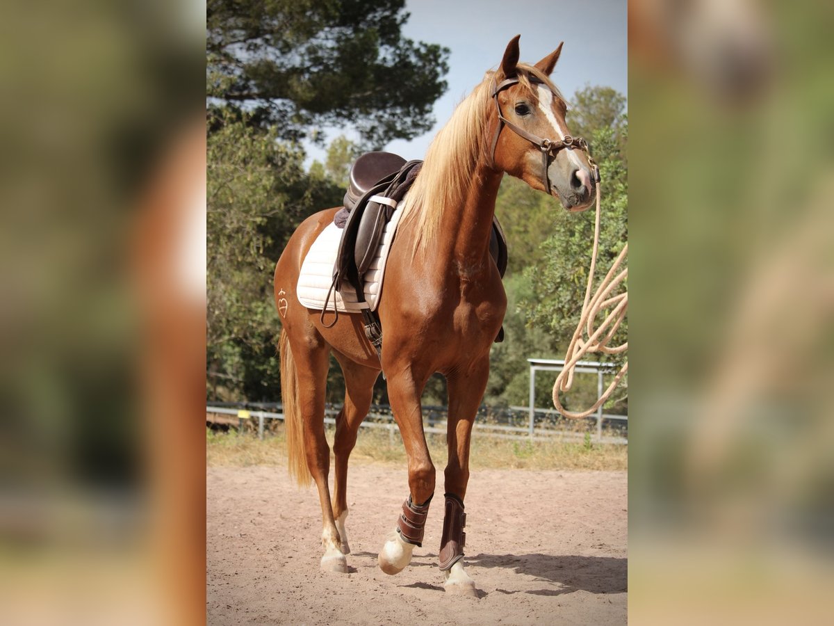 Hispano árabe Yegua 3 años 159 cm Alazán in Valencia