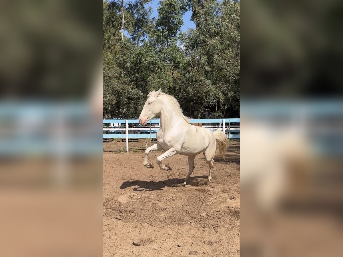 Hispano árabe Yegua 4 años 150 cm Cremello in Dorgali