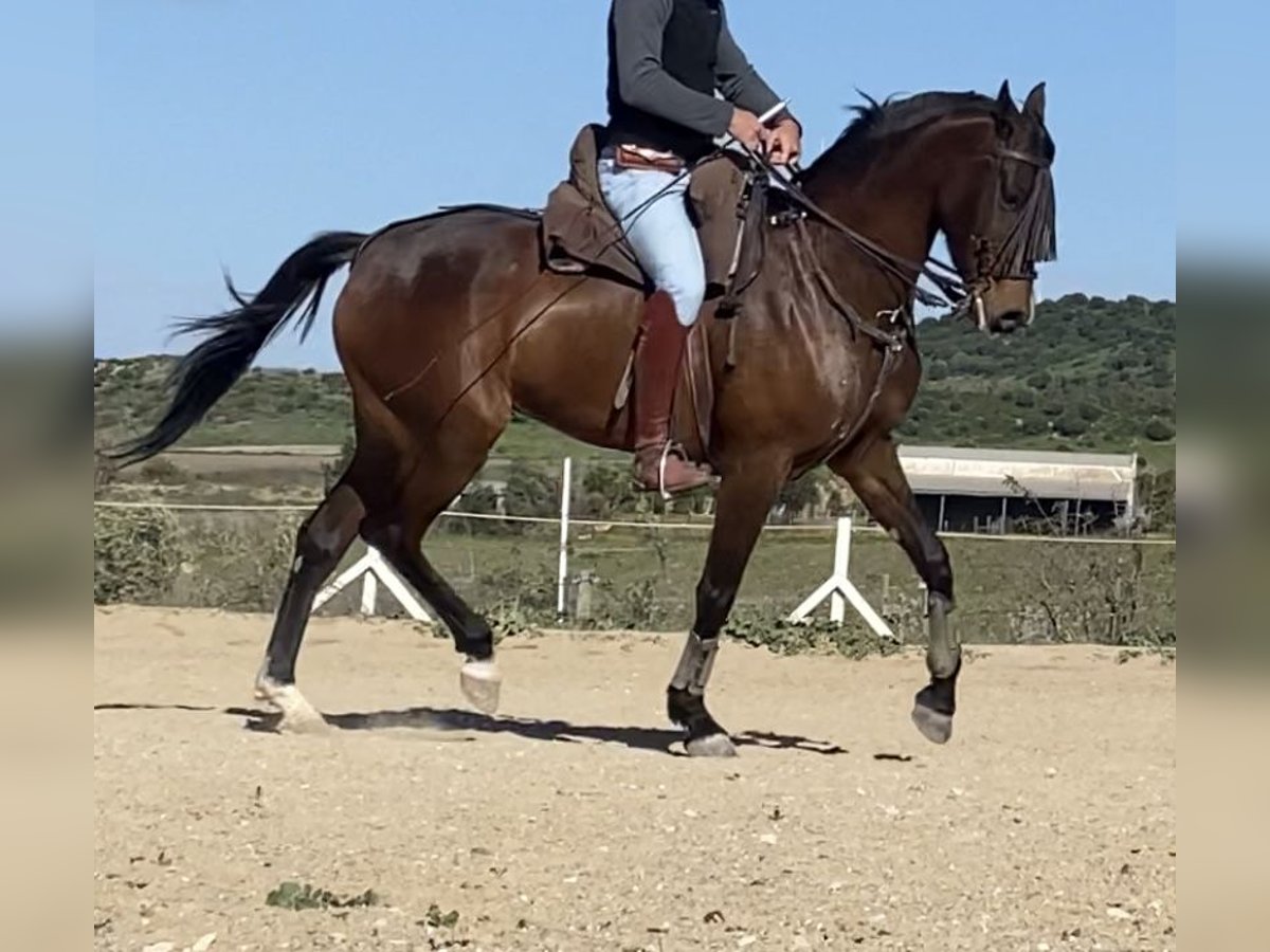 Hispano árabe Yegua 5 años 164 cm Castaño in Paterna De Rivera