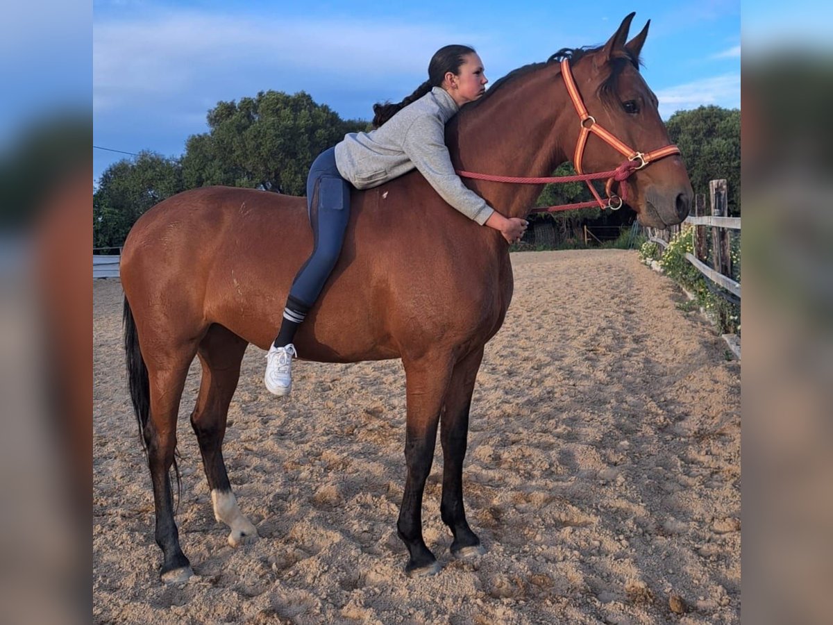 Hispano árabe Yegua 7 años 160 cm Castaño in Chiclana de la Frontera