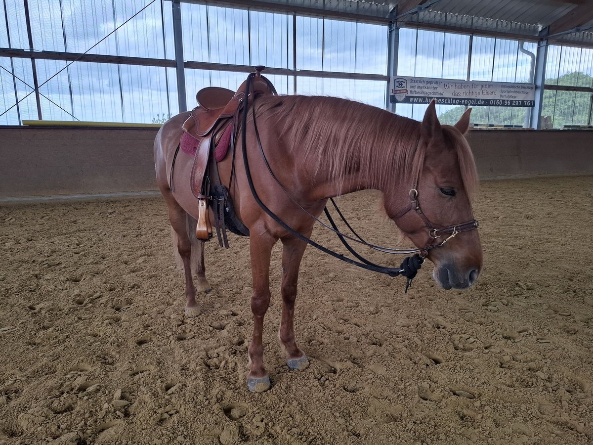 Hispano árabe Yegua 8 años 157 cm Alazán in Lindlar