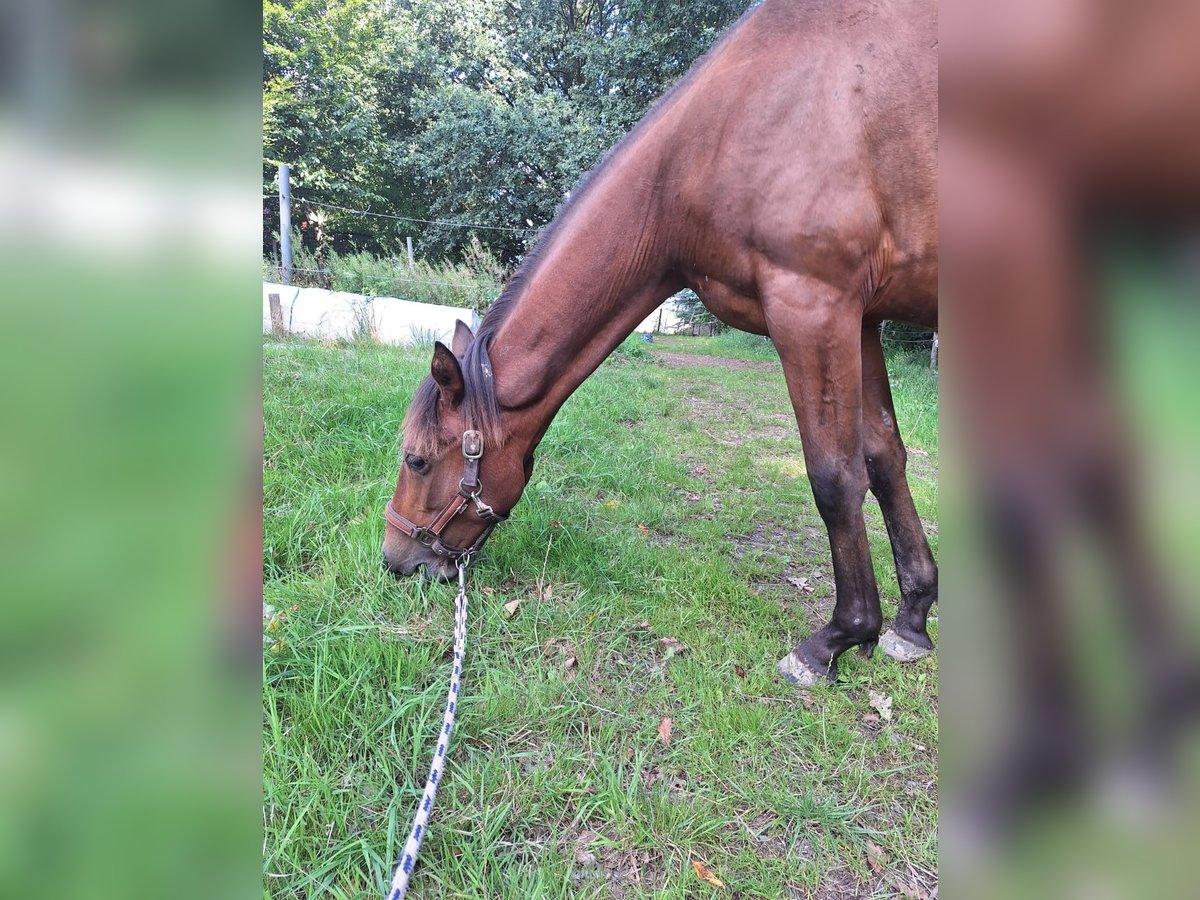 Hispano Araber Hengst 1 Jahr 160 cm Brauner in Menden