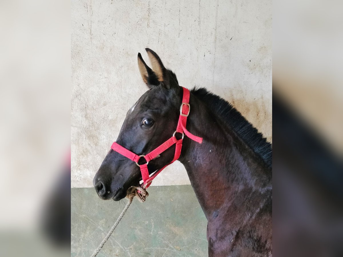 Hispano Araber Hengst 1 Jahr Schimmel in Benalup-Casas Viejas