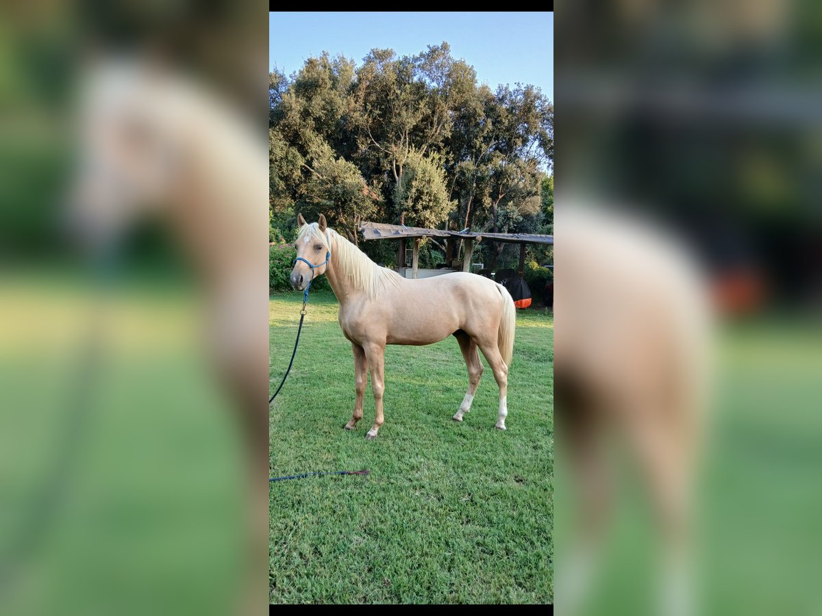 Hispano Araber Hengst 2 Jahre 153 cm Palomino in Sant Gregori (Municipio)