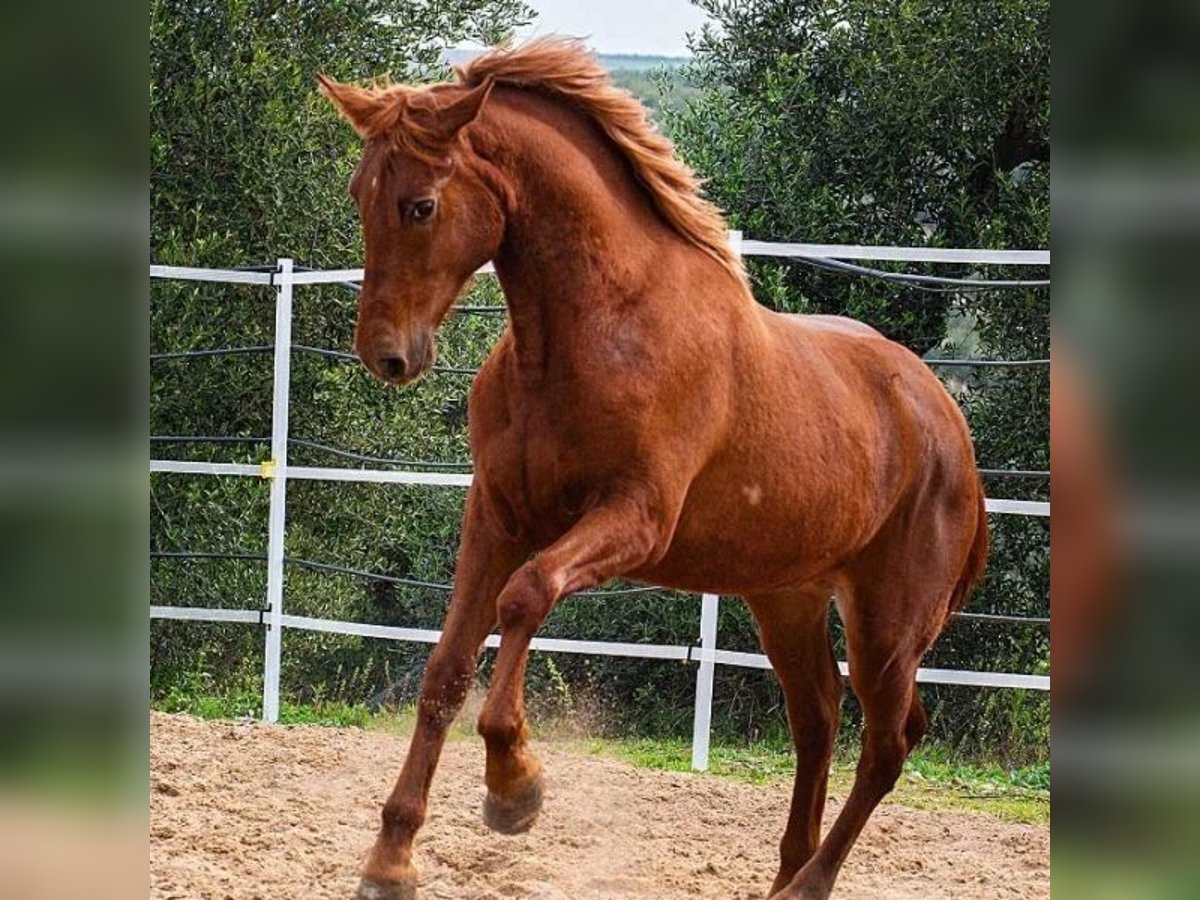 Hispano Araber Hengst 2 Jahre 158 cm Fuchs in Sabadell Hispano Araber Hengst 2 Jahre 158 cm Fuchs in Sabadell