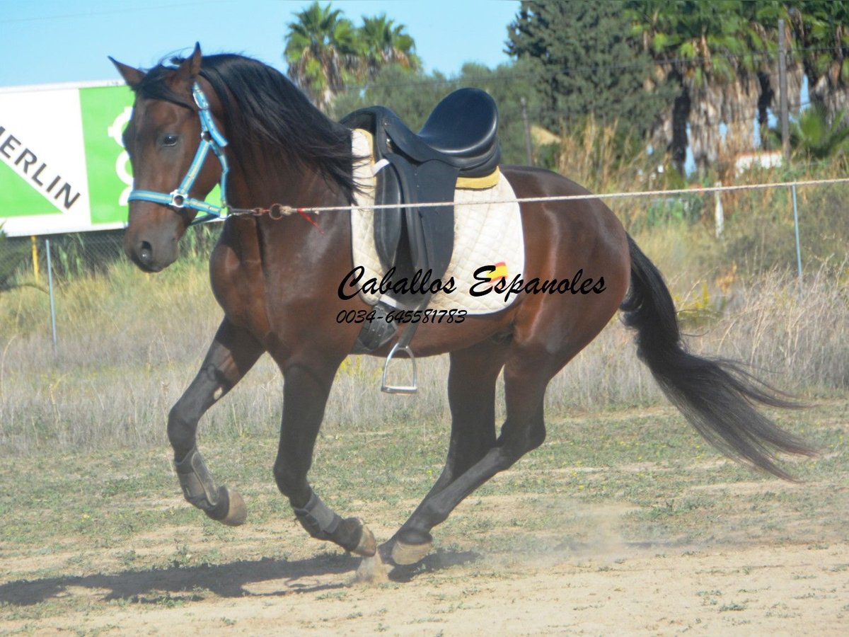 Hispano Araber Hengst 5 Jahre 156 cm Brauner in Vejer de la Frontera