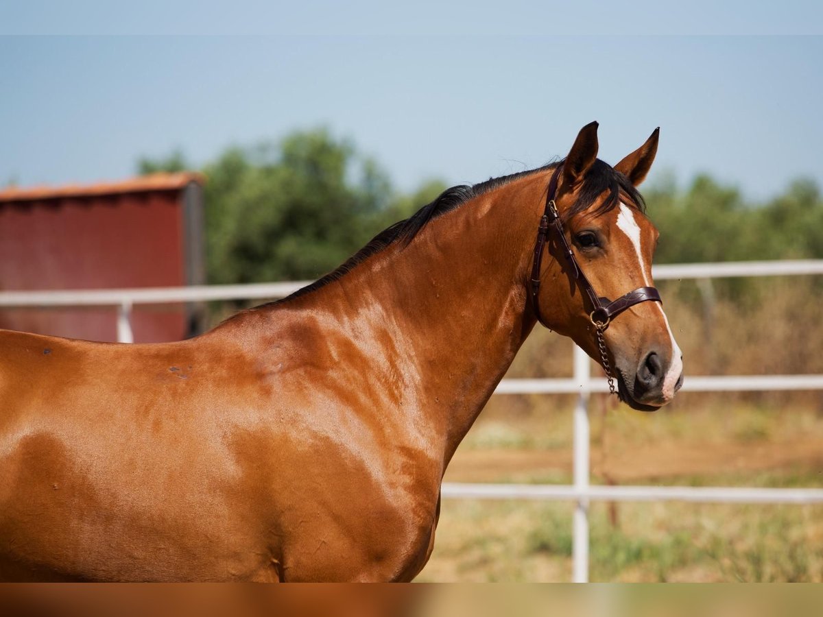 Hispano Araber Hengst 8 Jahre 164 cm Fuchs in Badajoz