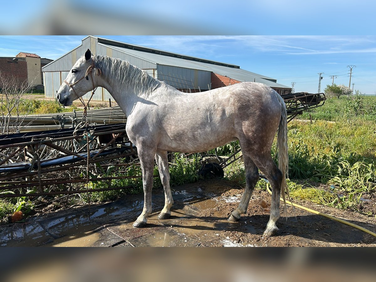 Hispano Araber Stute 10 Jahre 156 cm Schimmel in Ezkio